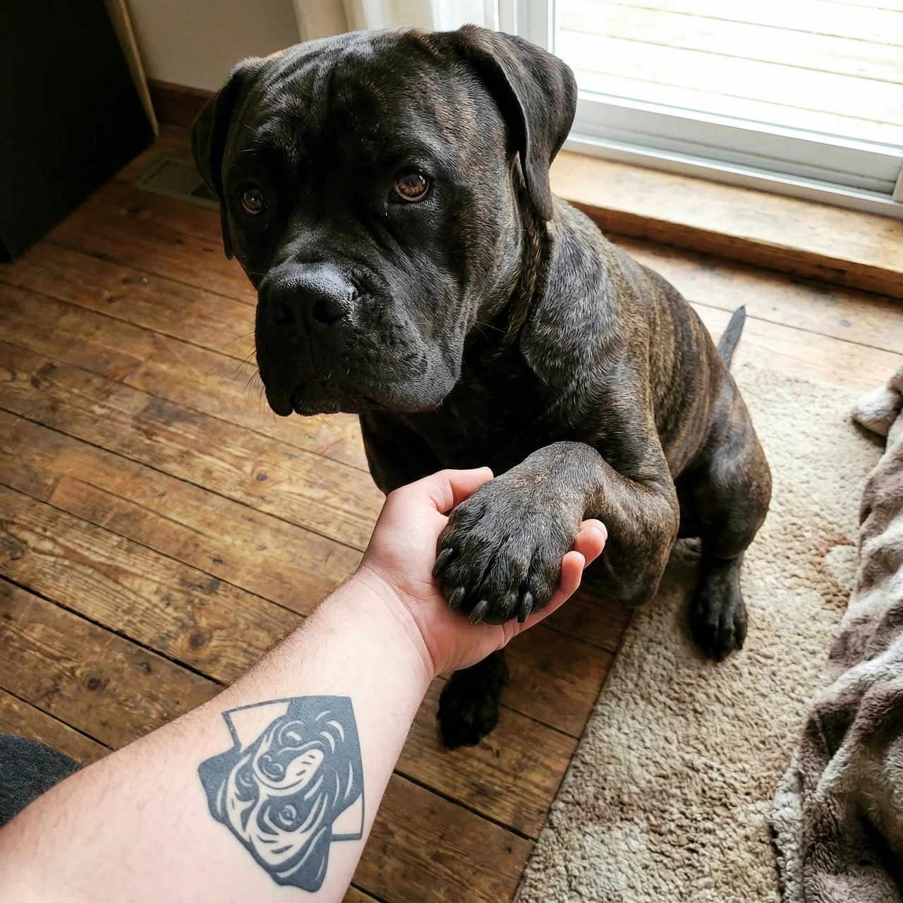 In-home dog training - paw shake command