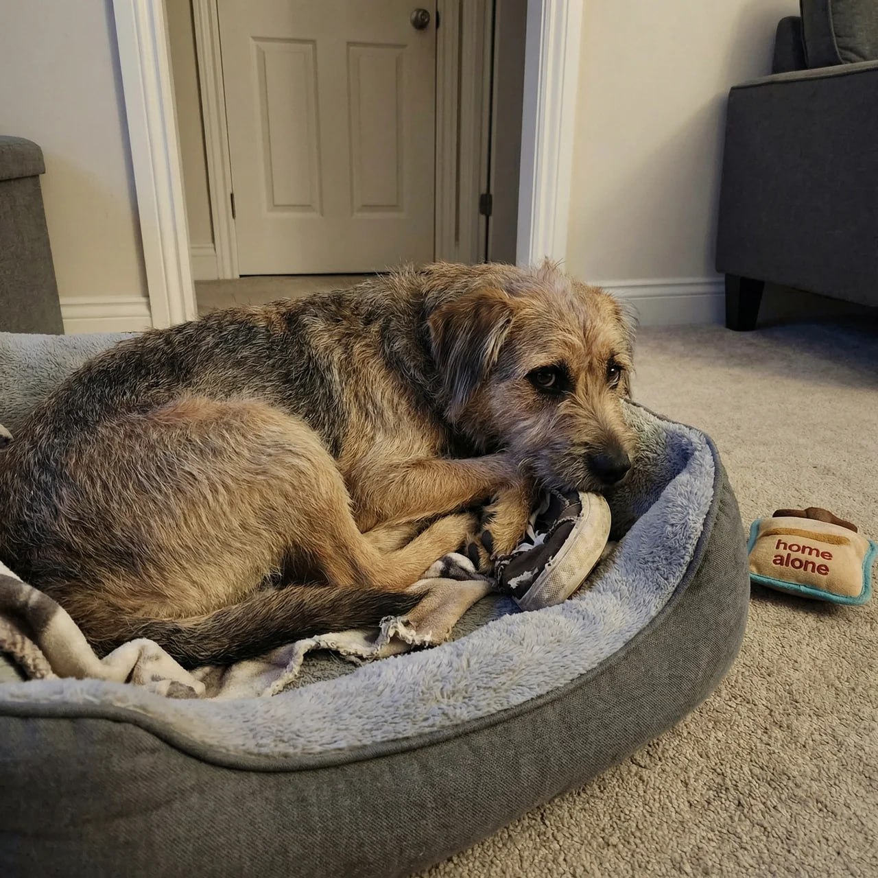 Dog relaxing at home alone - separation anxiety training